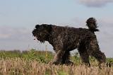BOUVIER DES FLANDRES 216